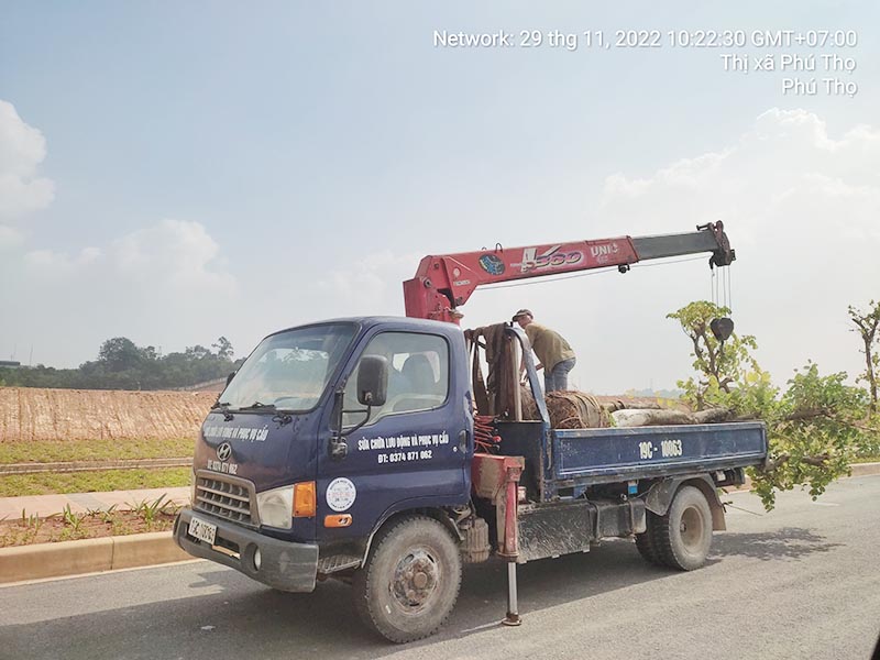 xe cẩu thùng vận chuyển cây xanh