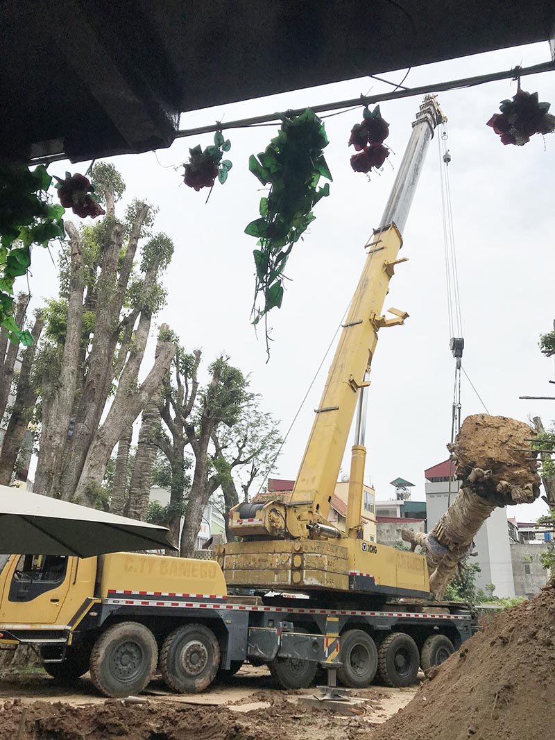 xe cẩu bánh lốp cẩu cây xanh